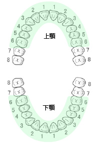 保険適用の歯